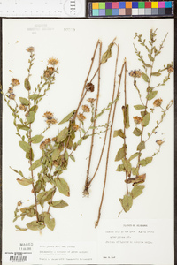 Symphyotrichum patens image