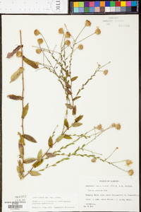 Symphyotrichum patens image