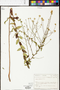 Symphyotrichum patens image