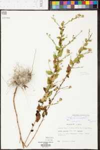 Aster gracilis image