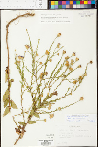 Aster gracilis image