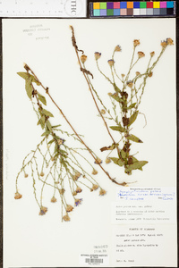 Aster gracilis image