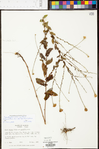 Aster gracilis image