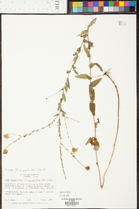 Aster gracilis image
