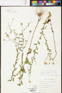 Aster gracilis image