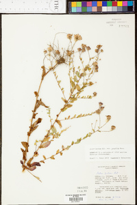 Aster gracilis image