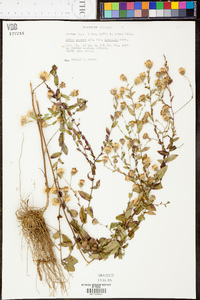 Aster gracilis image