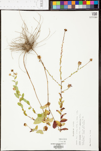 Aster gracilis image