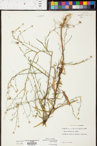 Symphyotrichum subulatum image