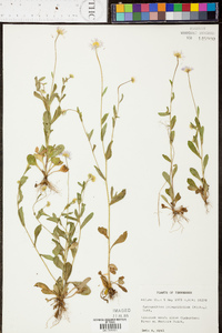 Astranthium integrifolium image