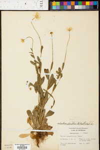 Astranthium integrifolium image