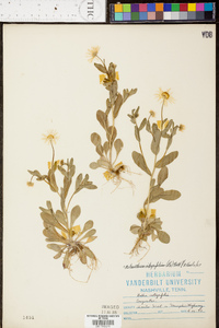 Astranthium integrifolium image