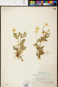 Astranthium integrifolium image