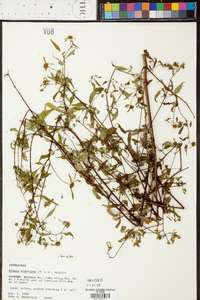 Bidens discoidea image