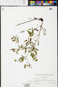 Bidens discoidea image