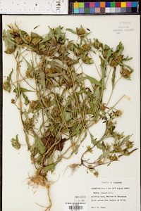 Bidens tripartita image