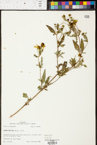 Bidens aristosa image