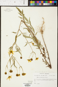 Bidens aristosa image