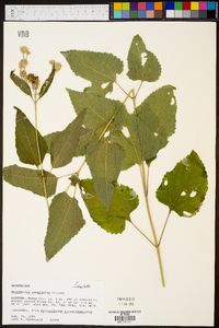 Brickellia cordifolia image