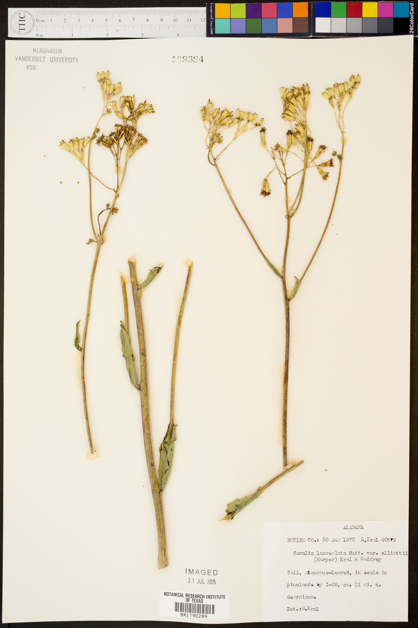 Arnoglossum ovatum image