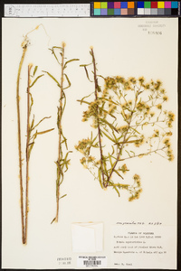Kuhnia eupatorioides image