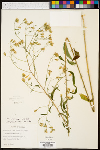 Kuhnia eupatorioides var. eupatorioides image