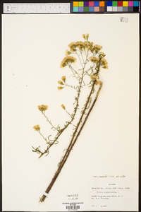 Kuhnia eupatorioides image