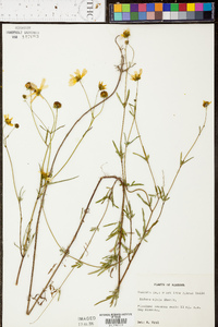 Bidens mitis image