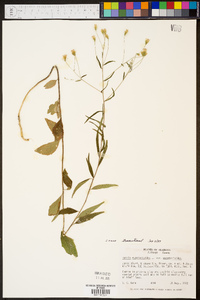 Kuhnia eupatorioides var. eupatorioides image