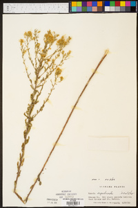 Kuhnia eupatorioides image