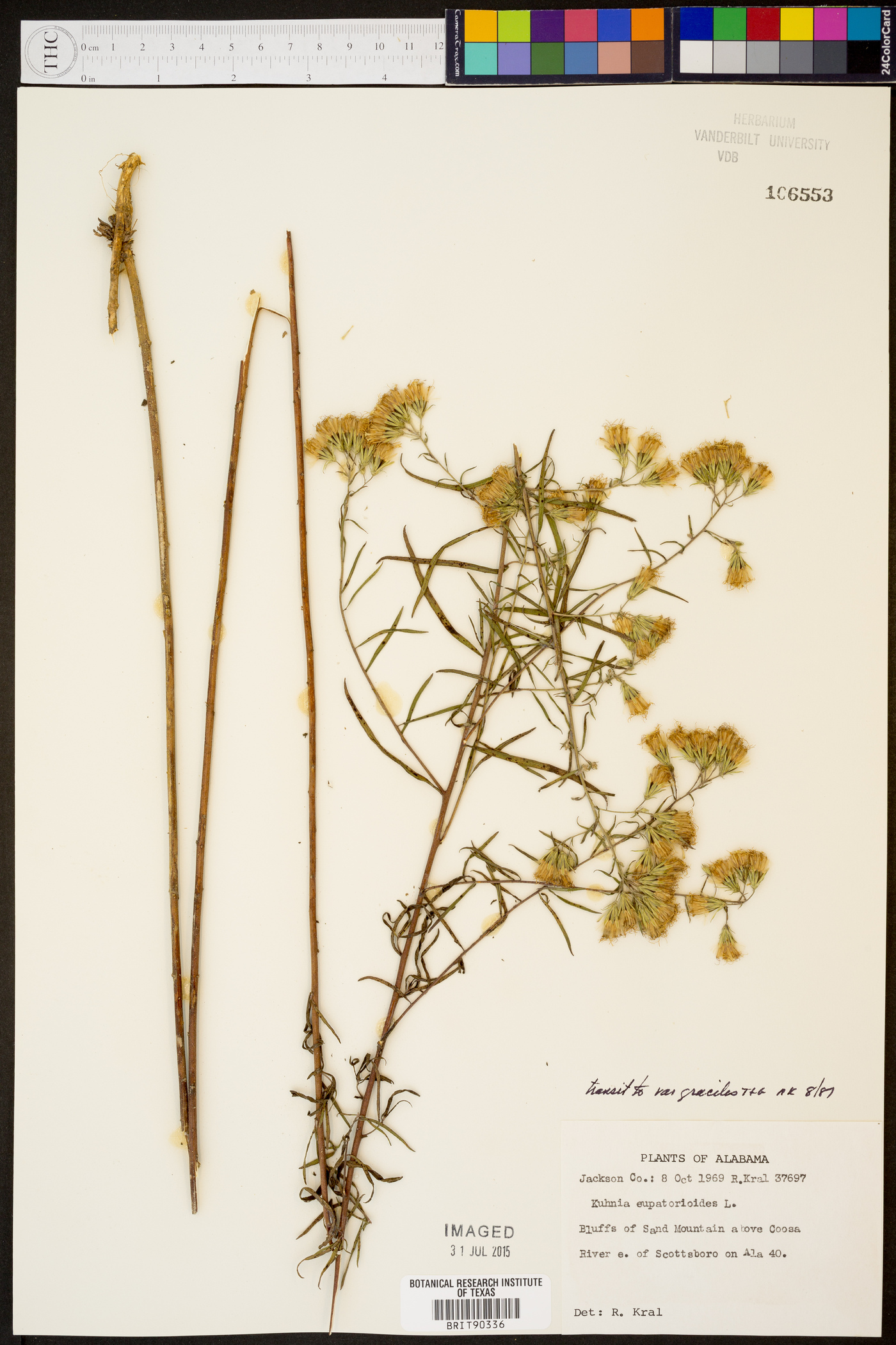 Kuhnia eupatorioides var. gracilis image