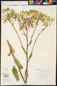 Arnoglossum ovatum image