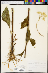 Arnoglossum plantagineum image