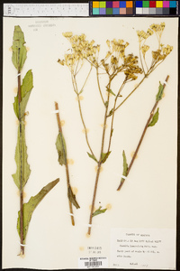 Arnoglossum ovatum image