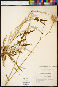 Cirsium carolinianum image