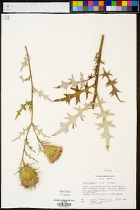 Cirsium discolor image