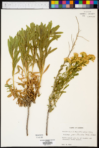 Solidago pauciflosculosa image