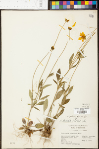 Coreopsis pubescens image