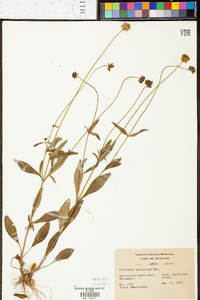 Coreopsis pubescens image