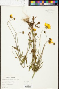 Coreopsis pubescens image