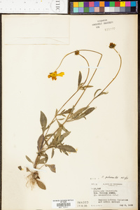 Coreopsis pubescens image