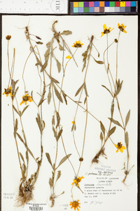 Coreopsis pubescens image