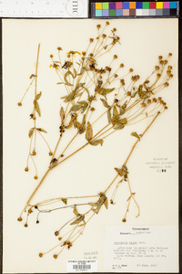 Coreopsis pubescens image