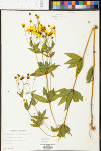 Coreopsis pubescens image