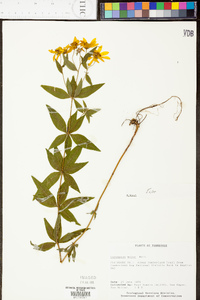 Coreopsis pubescens image