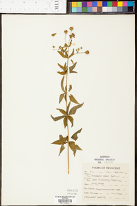 Coreopsis pubescens image