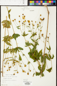 Coreopsis pubescens image