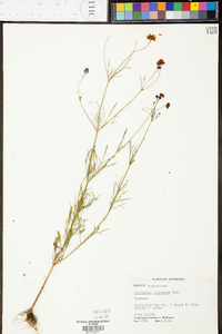 Coreopsis tinctoria image