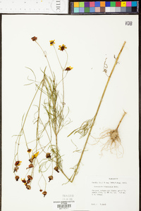 Coreopsis tinctoria image