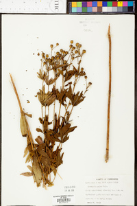 Coreopsis pubescens image